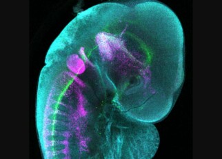 Stunning image shows the developing nervous system in a chick embryo