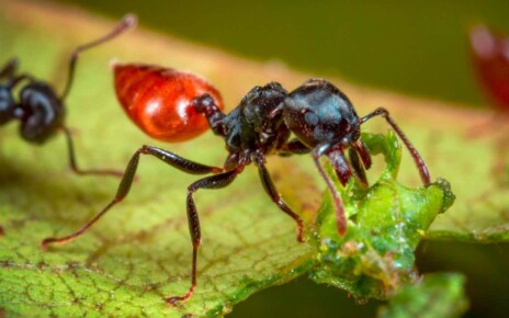 Ants independently evolved to farm fungus at least twice