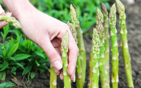 TTA1TP Farmer planting asparagus into black soil in garden