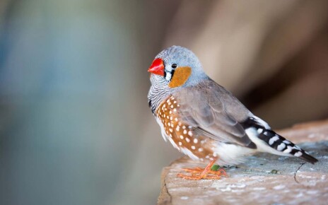 Zebra finches pick singing coaches based on songs they hear as embryos