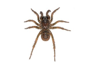 Three species of extremely primitive spider discovered in China