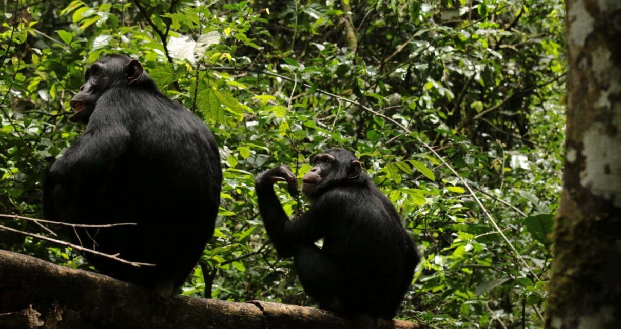 Chimpanzees may have an adolescent growth spurt like humans