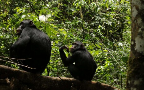 Chimpanzees may have an adolescent growth spurt like humans