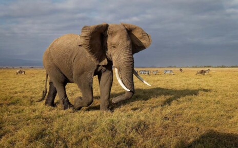Wild African elephants may have domesticated themselves