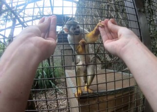 Monkeys with human-like hands can be fooled by sleight-of-hand magic