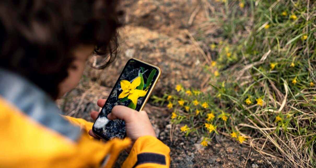 Apps that identify plants can be as little as 4 per cent accurate
