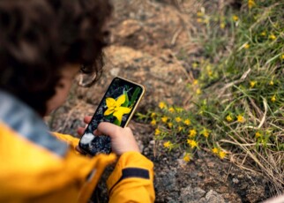 Apps that identify plants can be as little as 4 per cent accurate