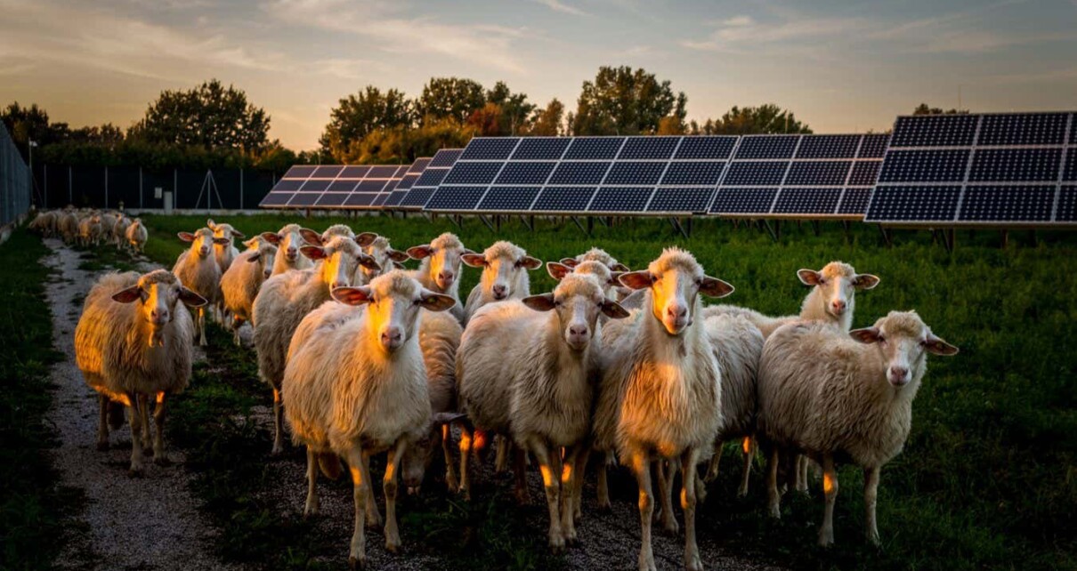 The sheep return to the stable after grazing at the "Buon Pastore" dairy in Sant'alberto, Ravenna, Italy. The dairy and sheep farm work in synergy with the "Solar Farm" energy park, a 35 MW photovoltaic field capable of producing approximately 47,000 MWh of electricity, or the equivalent consumption of 18,000 families. Sheep graze among the solar panels, helping to maintain agricultural areas and turf.