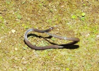 Snakes have been seen doing somersaults when they’re scared