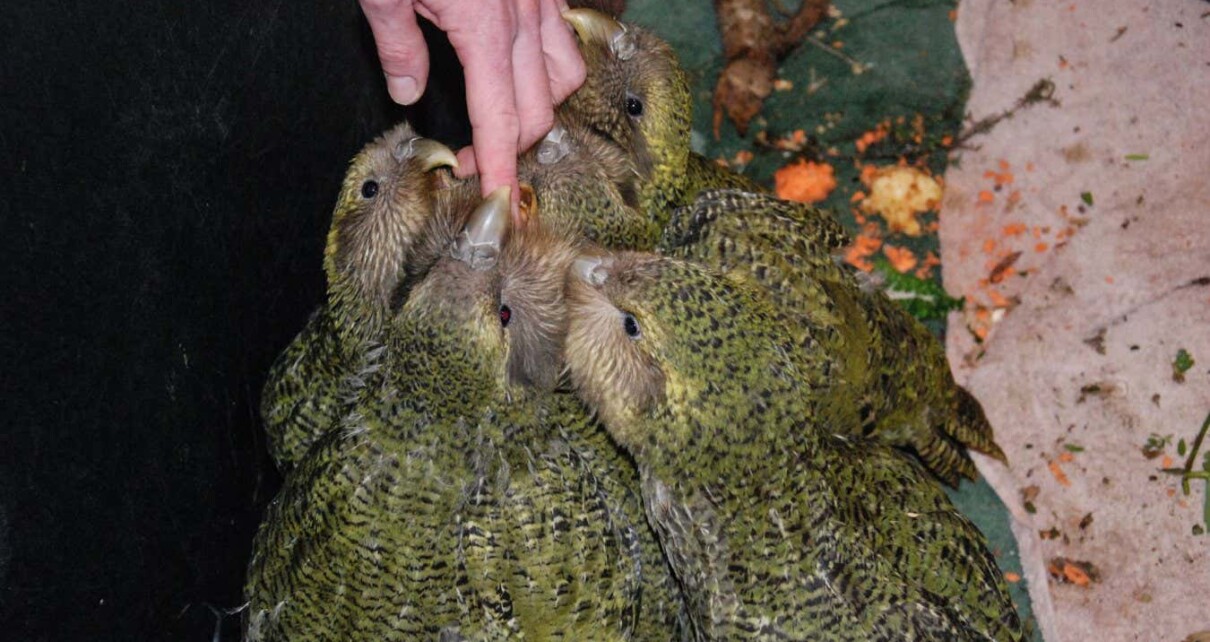 Ancient droppings may help save kakapo parrots from extinction