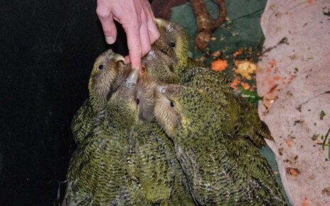 Ancient droppings may help save kakapo parrots from extinction