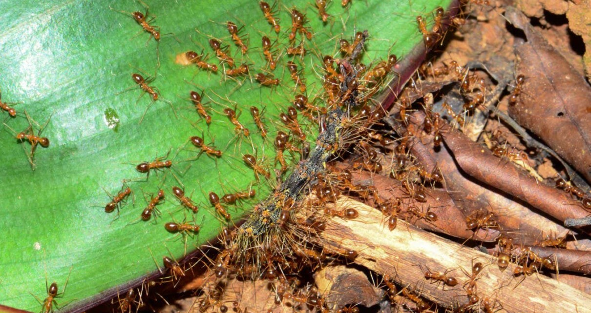 Male crazy ants have two different sets of DNA in their bodies