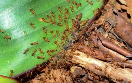 Male crazy ants have two different sets of DNA in their bodies