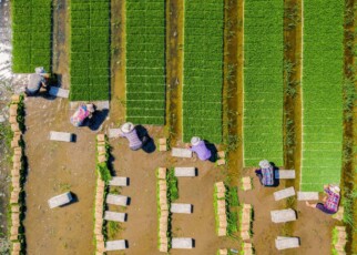 Farmland could feed 20 billion people but it might wreck the planet