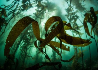 The Seaweed Revolution review: How to save the world with seaweed