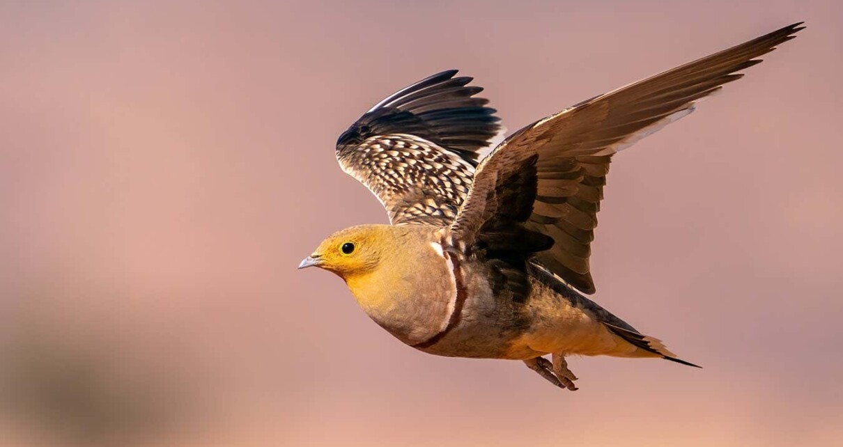 Sandgrouse have a special trick for carrying water to their fledglings