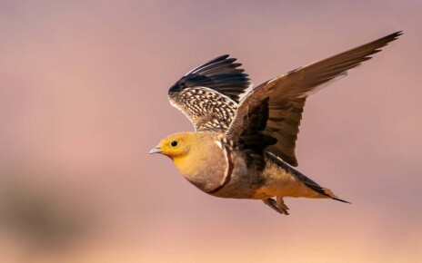 Sandgrouse have a special trick for carrying water to their fledglings