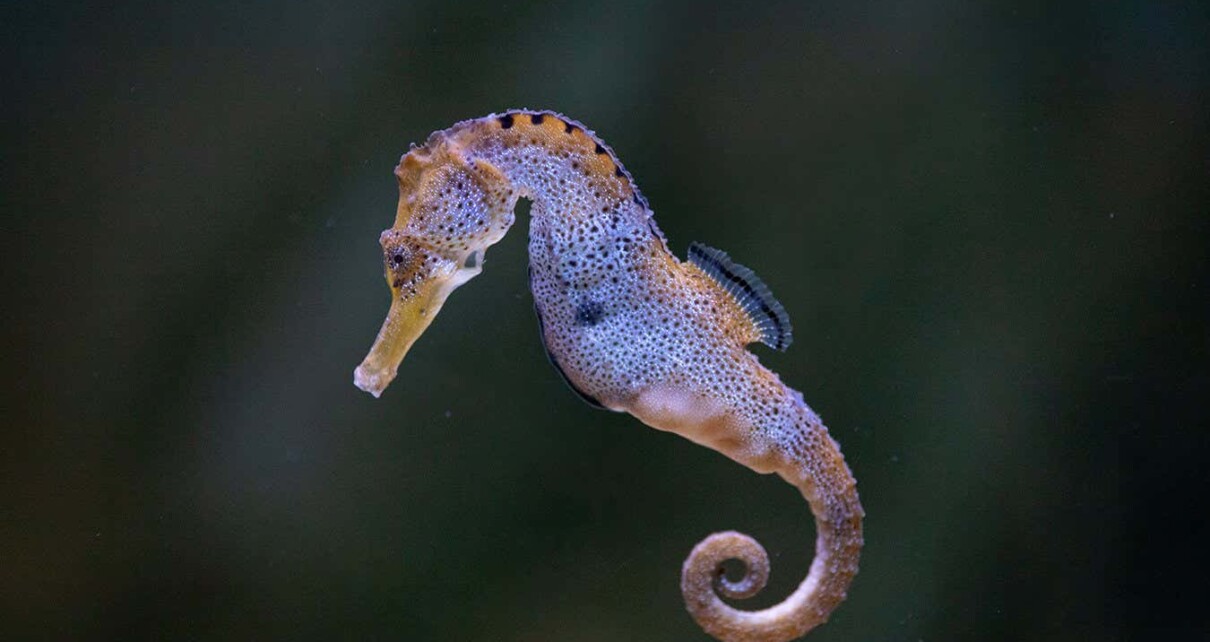 Seahorses have a super strong gulp thanks to two spring-like tendons