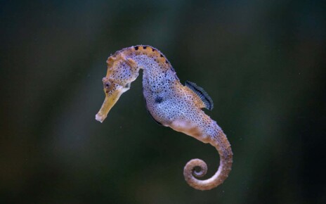 Seahorses have a super strong gulp thanks to two spring-like tendons