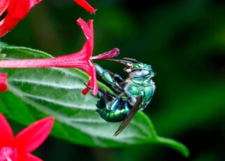 A green orchid bee