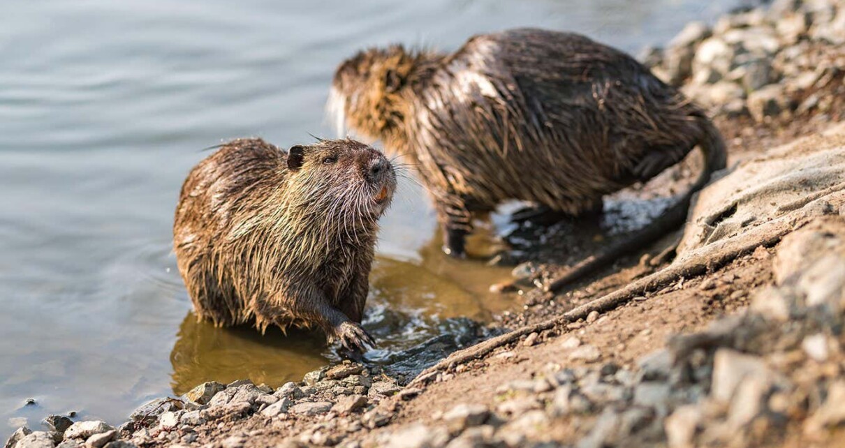 Nutria: Giant invasive rodents could make California’s floods worse
