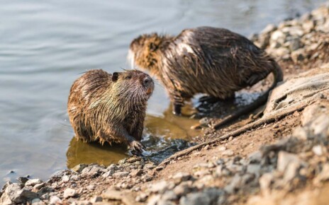 Nutria: Giant invasive rodents could make California’s floods worse