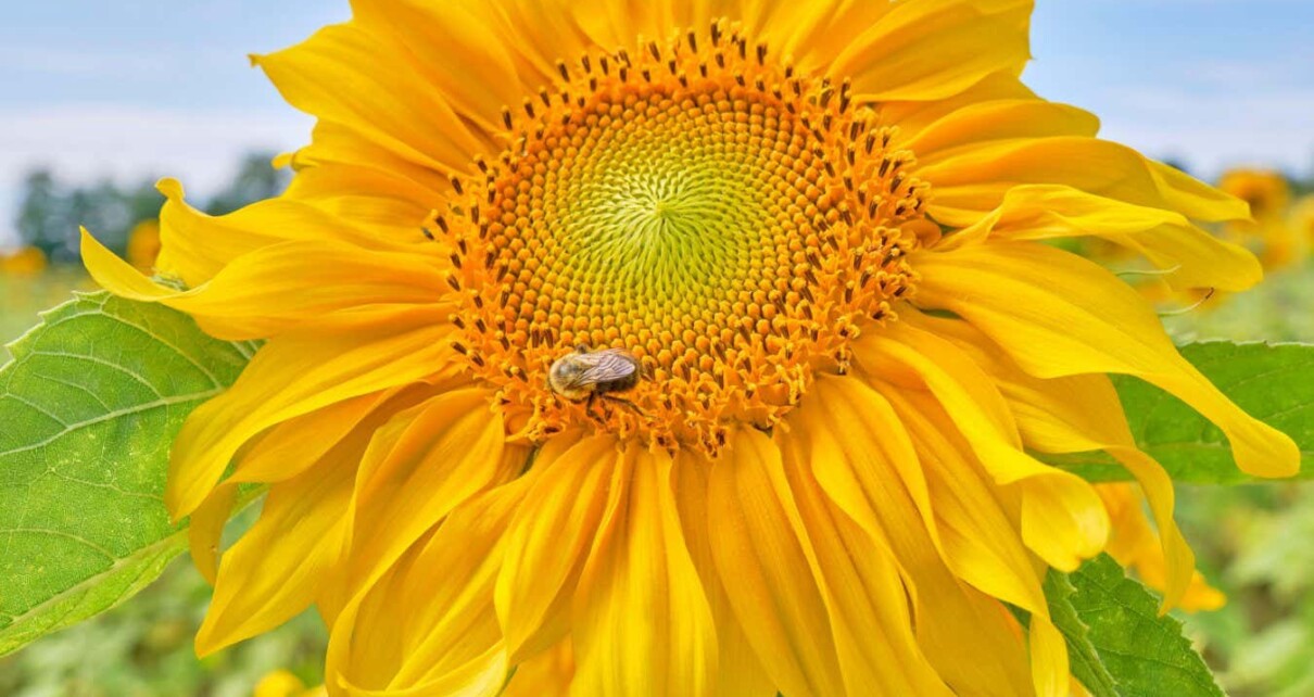 The spiky shape of sunflower pollen may clear bee guts of parasite