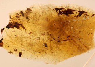 Amber fossils reveal dinosaurs and beetles had symbiotic relationship