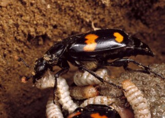 Beetles that receive less care as larvae may become better parents