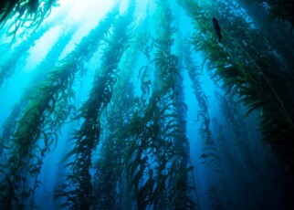 Giant kelp (Macrocystis pyrifera) grows in a thick, underwater forest near the Channel Islands in California. This area is part of a National Park and is teeming with thousands of marine species.