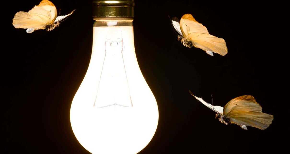 We finally know why insects are attracted to lights