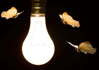 We finally know why insects are attracted to lights