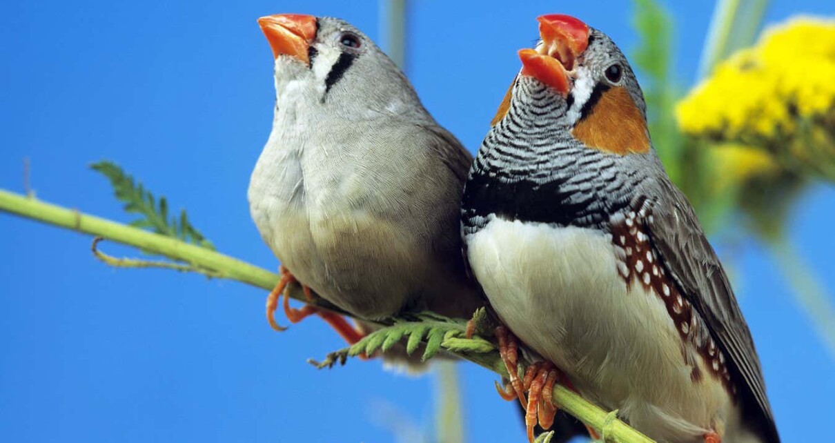 Songbirds sing out of tune if they don't practise every day