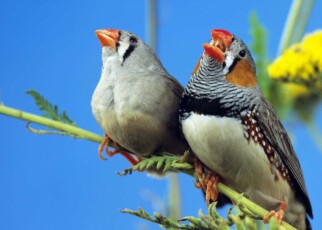 Songbirds sing out of tune if they don't practise every day