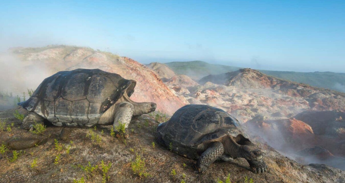 Galapagos giant tortoise argument may threaten conservation efforts