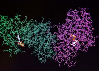 Structure of the protein molecule. Molecular model of human enzyme on a black background.