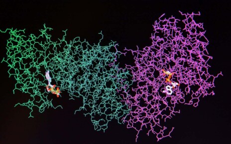 Structure of the protein molecule. Molecular model of human enzyme on a black background.