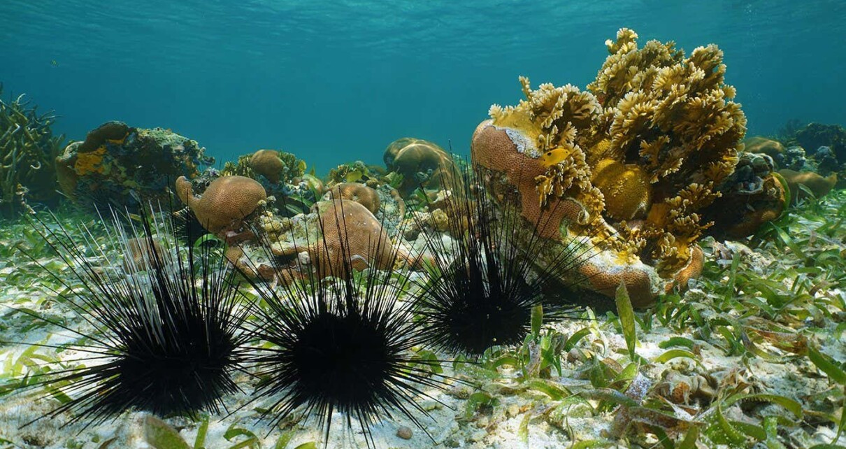 Long spined sea urchins underwater on seabed of the Caribbean sea