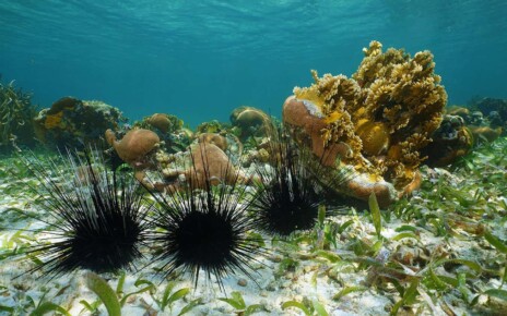Long spined sea urchins underwater on seabed of the Caribbean sea