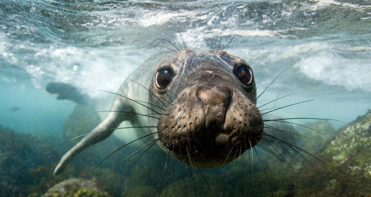 Elephant seals take power naps in the ocean while slowly sinking