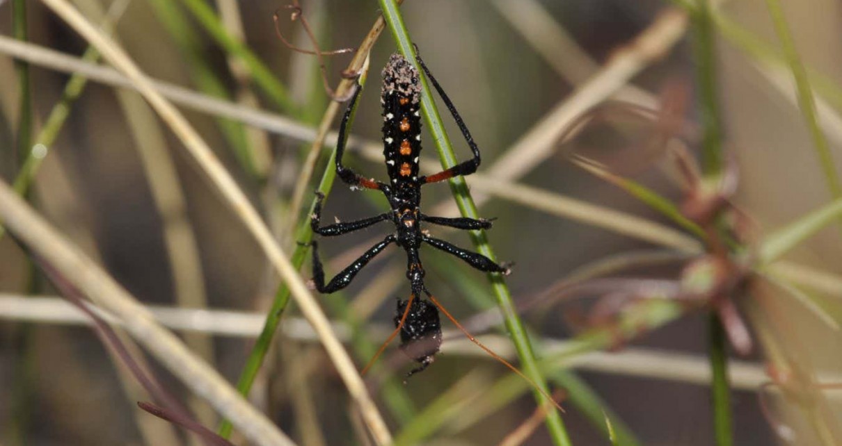 Assassin bugs cover themselves in sticky plant resin to trap prey