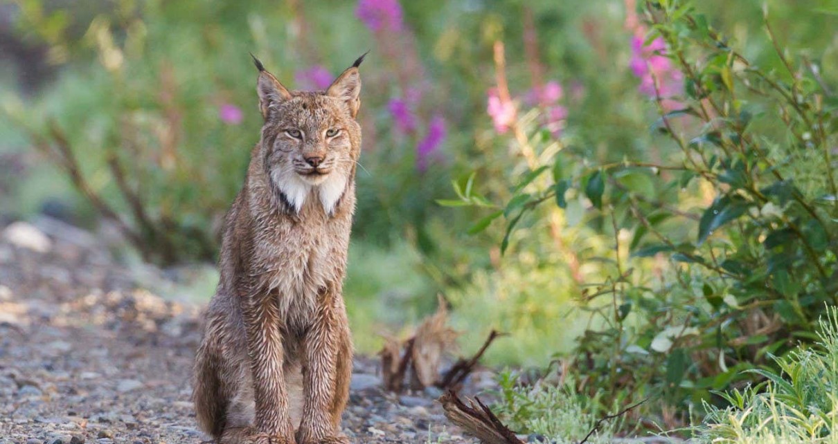 Wildfires have drastically reduced lynx habitat in Washington state
