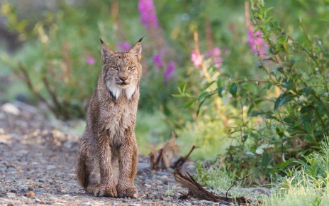 Wildfires have drastically reduced lynx habitat in Washington state