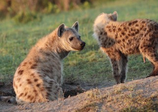 Hyenas seen sharing their dens with porcupines and warthogs