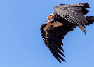 Bird flu has killed 20 critically endangered California condors