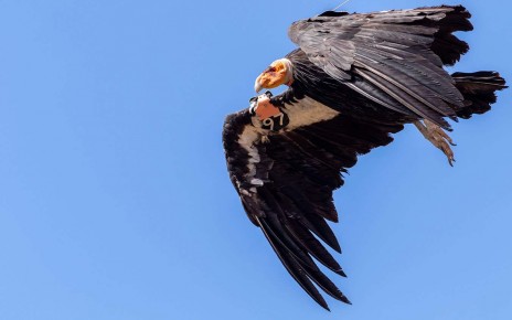 Bird flu has killed 20 critically endangered California condors