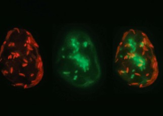 Evolutionary oddball has seven genomes inside a single cell