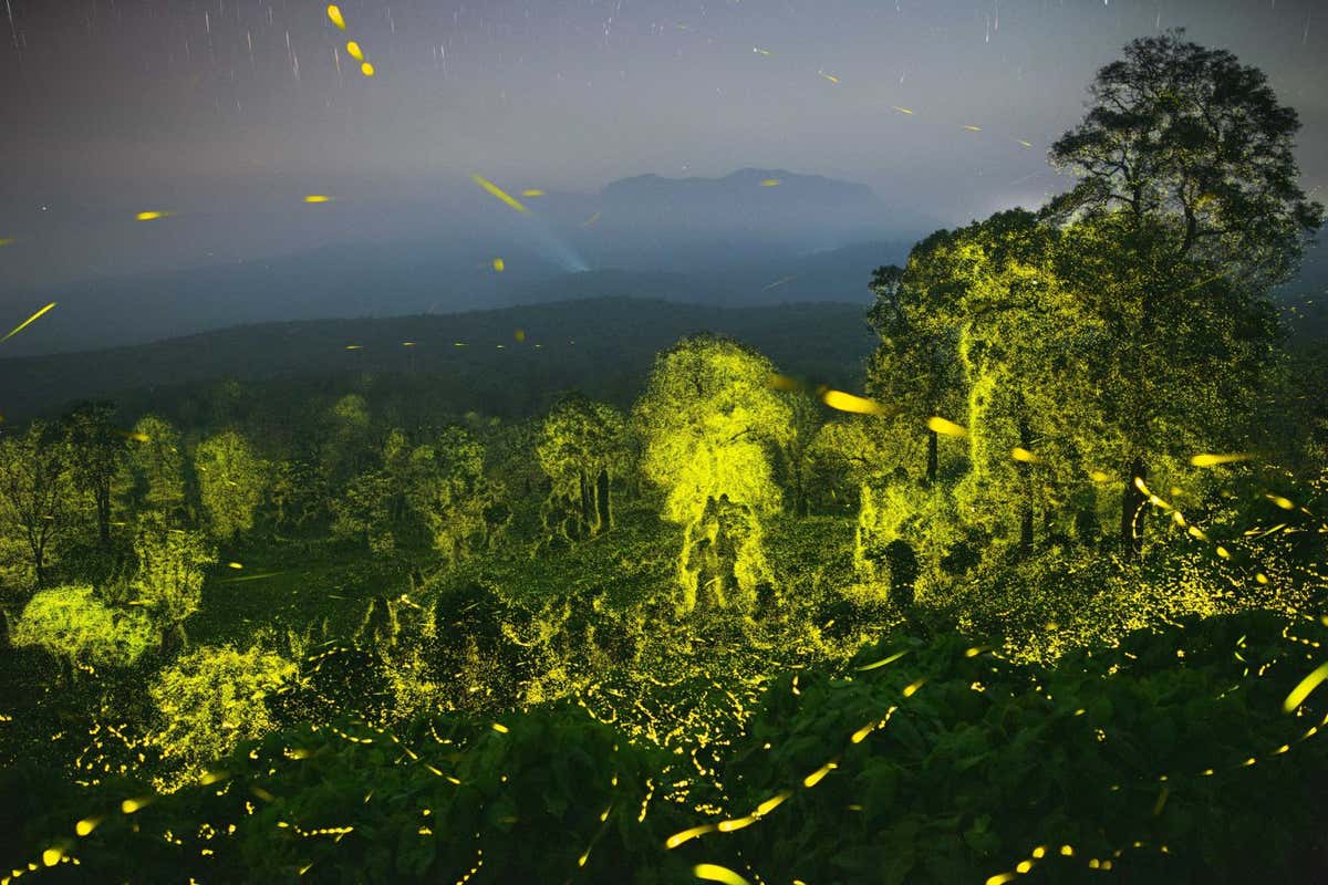 Searching for the stars near my hometown, Pollachi, led me to the forests of the Anamalai Tiger Reserve. As I moved away from towns and their lights, the darker it got, the more I could see - fireflies, stars. I was fascinated when I saw hundreds of fireflies flashing at the edge of the forest and heard stories of trees laden with fireflies deep in the forest. Predicting the time of their peak activity, I set out to a remote area of the reserve along with forest officials. I waited for nightfall in anxiety. Flashes of green started appearing at twilight. As the place grew dark, millions of fireflies started synchronizing their flashes across several trees. Flashes started in one tree and continued across several trees in a mexican-wave like fashion. It lasted all night. I felt transported to another planet. Being under a sky full of stars, with fireflies flashing in the foreground, owls and other nocturnal creatures calling at a distance, Elephants and Leopards lurking around the corner, this was Nature as our ancestors experienced. The image, created by stacking several photographs, shows a 16 minute activity of the fireflies. ? Sriram Murali, India, 3rd Place, Professional competition, Wildlife & Nature, Sony World Photography Awards 2023