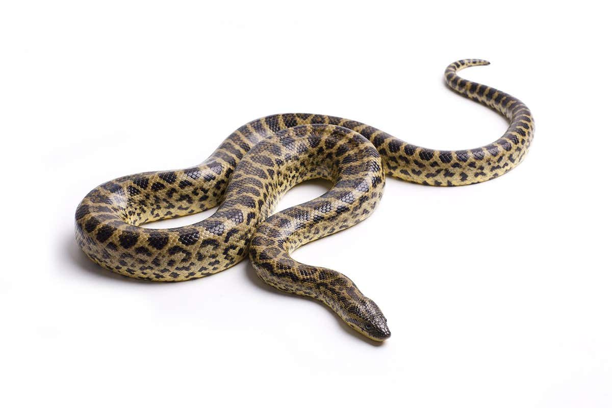 Some yellow anacondas can leap in an S-shape