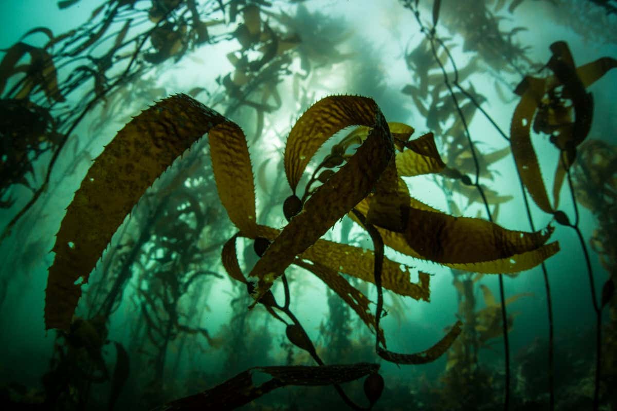 A kelp forest, dominated by giant kelp (Macrocystis pyrifera), grows off the coast of northern California. This is an important habitat for a diverse array of eastern Pacific marine life.; Shutterstock ID 179694674; purchase_order: -; job: -; client: -; other: -
